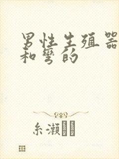 男性生殖器直的和弯的