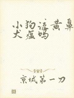 小狗流黄鼻涕是犬瘟吗