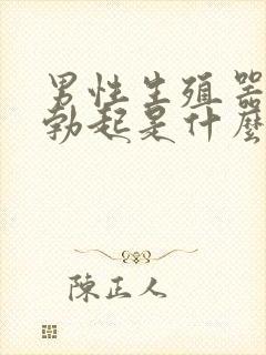 男性生殖器不会勃起是什么原因