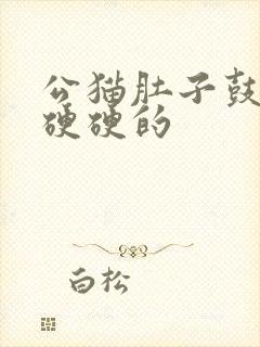 公猫肚子鼓鼓的硬硬的