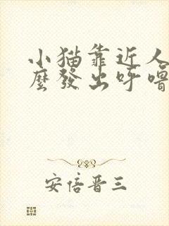 小猫靠近人为什么发出呼噜噜的声音