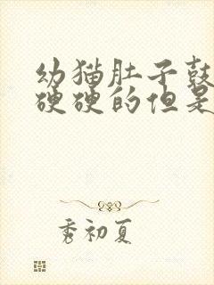 幼猫肚子鼓鼓的硬硬的但是很活泼