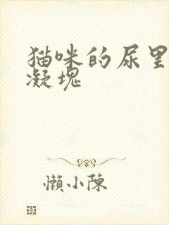 猫咪的尿里有血凝块