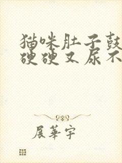 猫咪肚子鼓鼓的硬硬又尿不出怎么回事