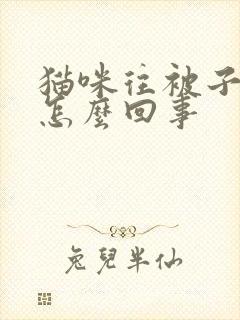 猫咪往被子上尿怎么回事