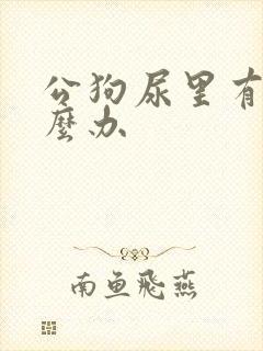 公狗尿里有血怎么办