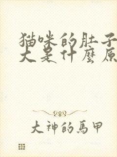 猫咪的肚子有点大是什么原因