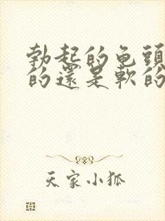 勃起的龟头是硬的还是软的