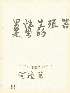 男性生殖器怎么是弯的