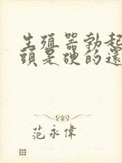 生殖器勃起时龟头是硬的还是软的