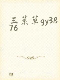 三叶草gy3876