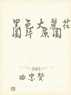 黑色大丽花真实图片 原图