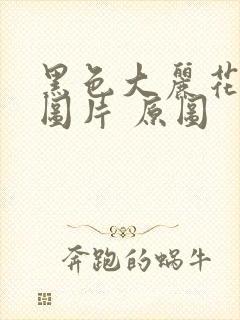 黑色大丽花真实图片 原图