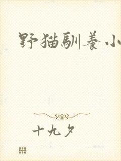 野猫驯养小说