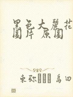 黑色大丽花真实图片 原图