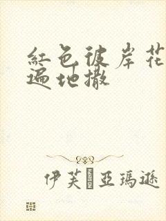 红色彼岸花花瓣遍地撒