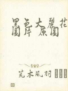 黑色大丽花真实图片 原图