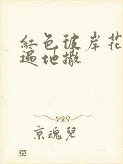 红色彼岸花花瓣遍地撒