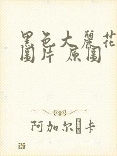 黑色大丽花真实图片 原图