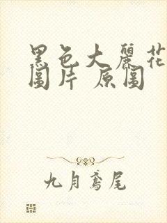 黑色大丽花真实图片 原图