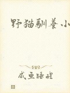 野猫驯养小说