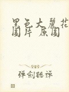 黑色大丽花真实图片 原图