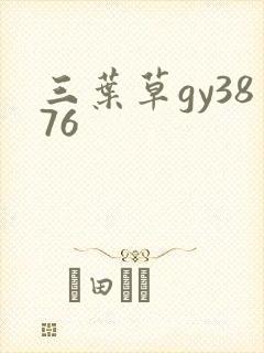 三叶草gy3876