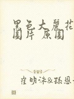 黑色大丽花真实图片 原图