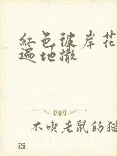 红色彼岸花花瓣遍地撒