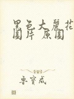 黑色大丽花真实图片 原图