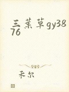 三叶草gy3876