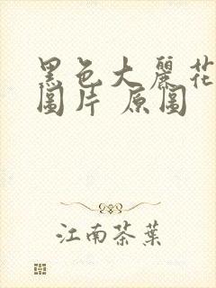 黑色大丽花真实图片 原图