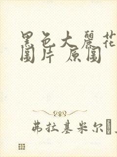 黑色大丽花真实图片 原图