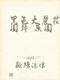 黑色大丽花真实图片 原图