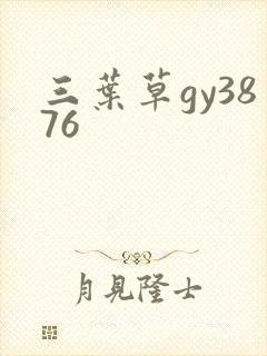 三叶草gy3876