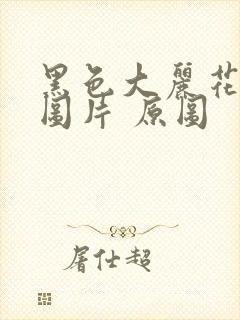 黑色大丽花真实图片 原图