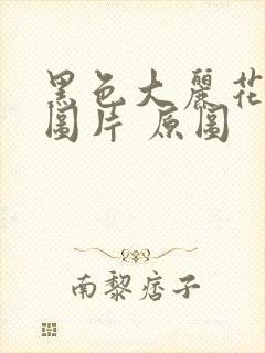 黑色大丽花真实图片 原图