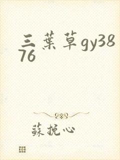 三叶草gy3876