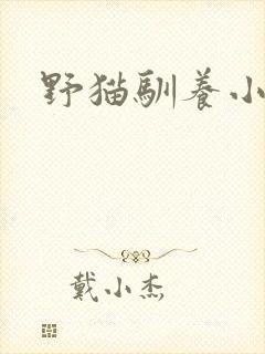 野猫驯养小说
