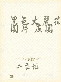 黑色大丽花真实图片 原图