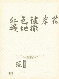 红色彼岸花花瓣遍地撒