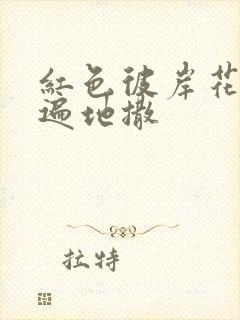 红色彼岸花花瓣遍地撒