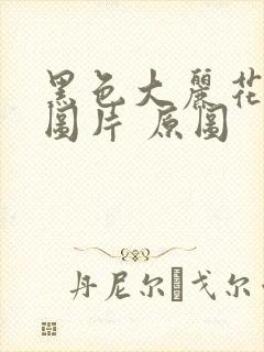 黑色大丽花真实图片 原图