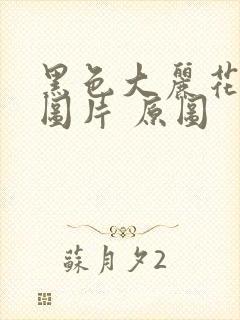 黑色大丽花真实图片 原图