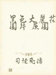 黑色大丽花真实图片 原图