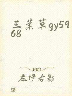 三叶草gy5968
