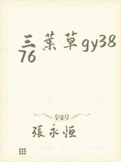 三叶草gy3876