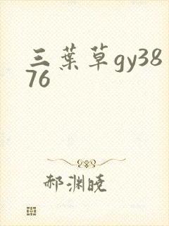 三叶草gy3876
