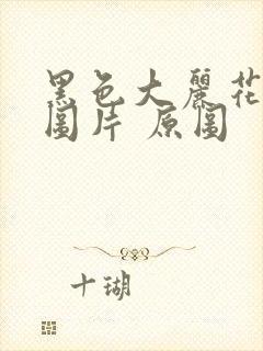 黑色大丽花真实图片 原图