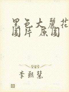 黑色大丽花真实图片 原图